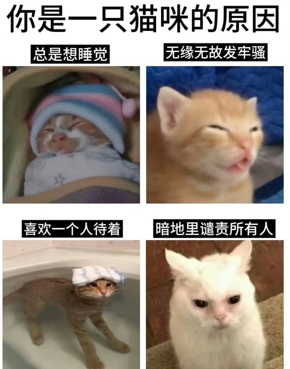 夜之城鼠鼠 tweet media