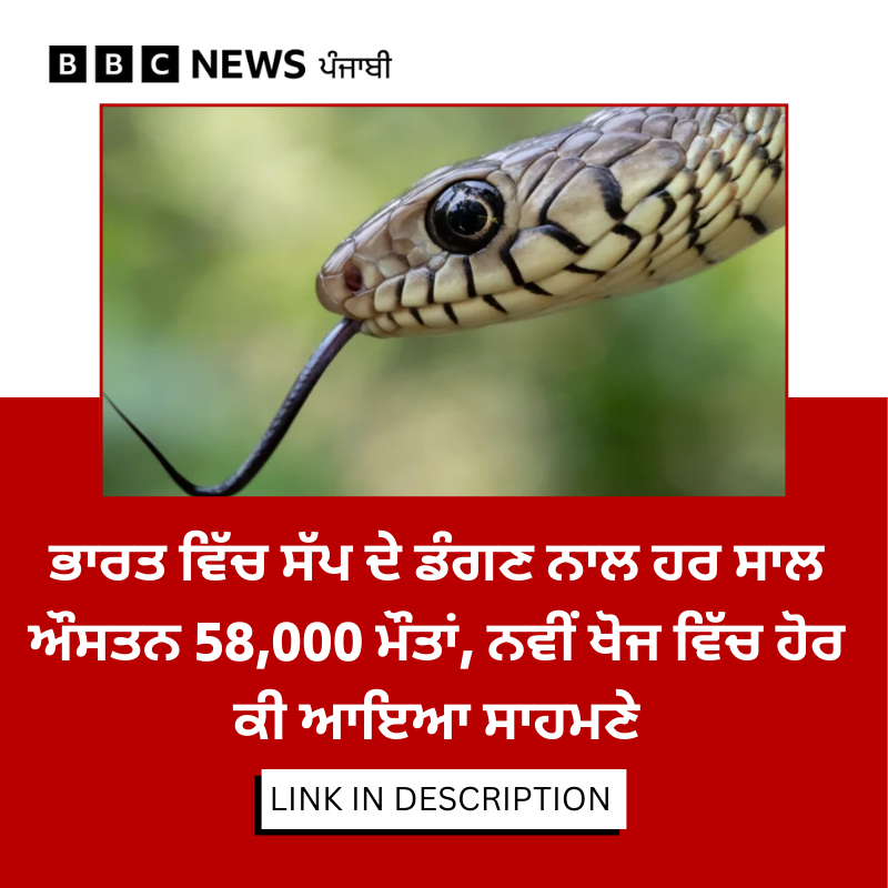 bbcnewspunjabi's tweet photo. ਕੇਂਦਰ ਸਰਕਾਰ ਦੇ ਅਨੁਸਾਰ, ਹਰ ਸਾਲ ਭਾਰਤ ‘ਚ ਲਗਭਗ 50,000 ਲੋਕ ਸੱਪ ਦੇ ਡੰਗ ਕਾਰਨ ਮਾਰੇ ਜਾਂਦੇ ਹਨ - ਜੋ ਦੁਨੀਆ ਭਰ ‘ਚ ਹੋਣ ਵਾਲੀਆਂ ਕੁੱਲ ਮੌਤਾਂ ਦਾ ਲਗਭਗ ਅੱਧਾ ਅੰਕੜਾ ਹੈ। ਇਸ ਬਾਰੇ ਹੋਈ ਖੋਜ ਹੋਰ ਕੀ ਕੁਝ ਸਾਹਮਣੇ ਆਇਆ, ਪੂਰੀ ਖ਼ਬਰ - https://t.co/99JJSKNiqU
#SnakebiteDeaths #SnakeBitesIndia #IndiaSnakebite https://t.co/toUnDkmn7E