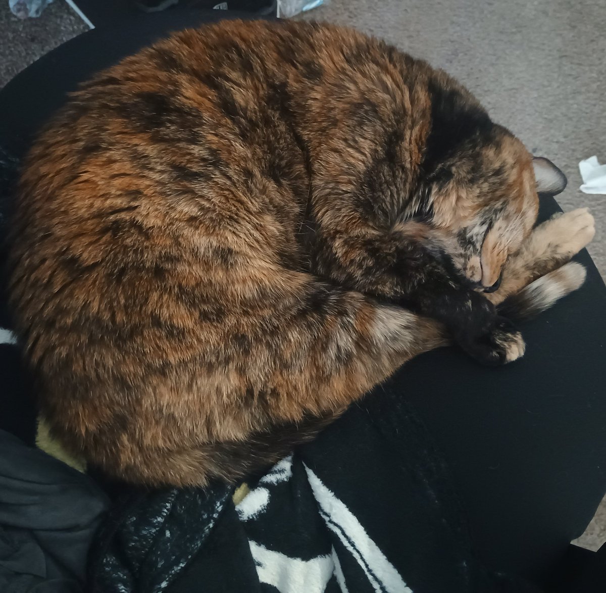 She's too fucking cute. She threw up on the couch, but how can I be mad at this precious baby?