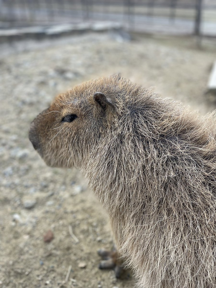 カピバラかぴばら (@capybara5179) / Posts / X