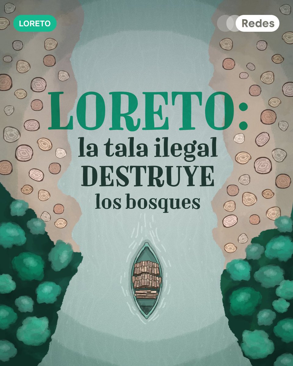 redesarrollope's tweet photo. Por más de 10 años, Loreto ha sido la región con más tala ilegal en el país. ¿Cómo funciona? Se tala donde está prohibido. Luego, con papeles falsos o títulos comunales obtenidos con engaños o amenazas, se “blanquea” la madera. Lo ilegal se hace pasar por legal.

Mientras tanto, las autoridades miran a otro lado… o cobran su parte. Y el negocio crece: la tala ilegal mueve más de USD 155 millones al año en todo el país (UIF, Ceplan, 2025). Solo en 2025 se han registrado 885 casos de tala ilegal y, más del 75% ocurrieron en Loreto. (FCDS, Osinfor; 2025).

Distritos como Alto Nanay, El Napo y Manseriche están al centro del problema. Desde allí, la madera fluye por el Ucayali y el Huallaga hasta Pucallpa, Yurimaguas, Lima y, finalmente, el extranjero (Osinfor, 2025).

El daño acelera la crisis climática y convierte al Perú en uno de los países más peligrosos para los defensores ambientales. Mientras tanto, los productores que siguen las normas quedan desplazados, ya que la madera ilegal es hasta 20% más barata al no pagar impuestos ni cumplir con regulaciones (Forests, 2024).

¿Cómo frenar este delito? Una gobernanza forestal que funcione, tolerancia cero a la corrupción, participación plena de los pueblos indígenas y tecnologías —IA, satélites, trazabilidad— que permitan vigilar el bosque en tiempo real y promover acciones como comprar legal, reforestar y sumar esfuerzos.

Porque el bosque no se defiende solo. Pero sí puede contar contigo. ¿Tú cómo lo defenderías?