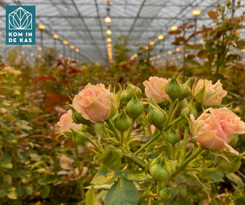 #KomindeKas is ieder jaar helemaal gratis te bezoeken. Door de diversiteit aan bedrijven, is er voor ieder wat wils. Jong en oud.
We kunnen dit blijven organiseren door de bijdragen van sponsoren. Wilt u ook sponsor worden?
Lees de mogelijkheden:
mailchi.mp/13a8fe6cba1a/s…