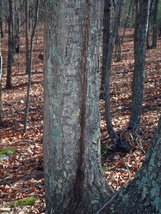 Iowa State Plant Protection tweet media