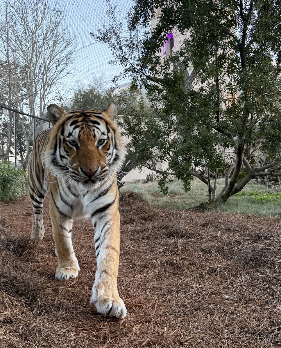 Mike VII tweet media