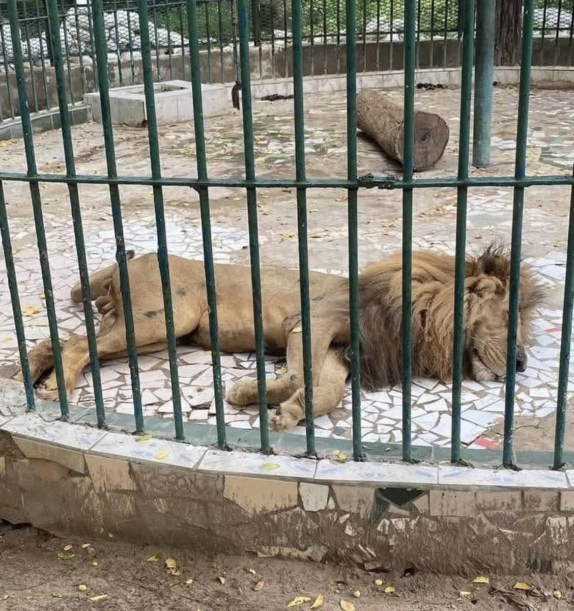 LaurentBonardi's tweet photo. Le Parc de Hann est vraiment problématique. Ce lion fait pitié à voir. Voir un animal, qui est en plus notre emblème national, dans cet état ne saurait être un divertissement. https://t.co/67M1QiI36U