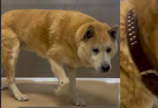 動物愛護団体 縁-en- tweet media