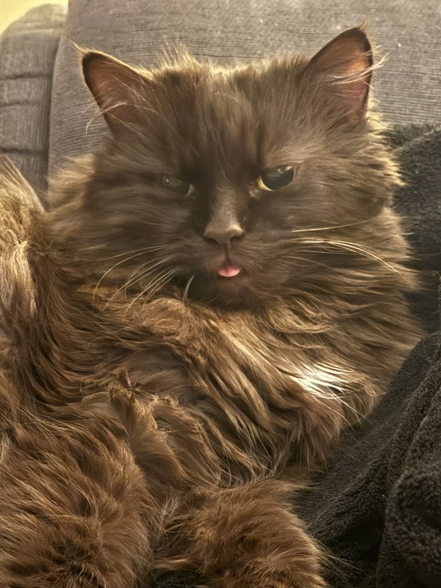 Matt Cowan tweet media