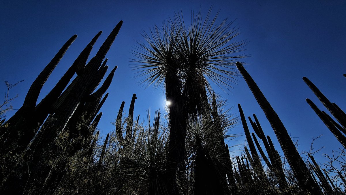 pepelemini's tweet photo. 🇲🇽📷 La majestuosidad de la Reserva de la Biósfera #Tehuacán-#Cuicatlán en fotografías.

🏜🌵 Espacio natural reconocido por @UNESCO como Patrimonio de la Humanidad; conformada por un área superior a los 490 mil hectáreas y situada entre los estados de #Puebla y #Oaxaca, #México. https://t.co/omohw1Gz3F