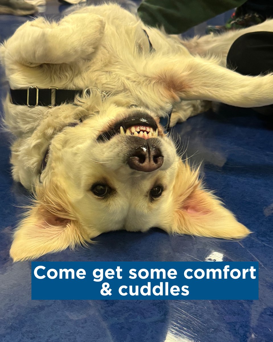 ChildrensSpecNJ's tweet image. Thank you Gallop &amp;amp; Maui for taking over on National Golden Retriever Day! 🐾

Maui and Gallop spread joy throughout our hospitals and we are grateful for all they do!💛

Visit rwjbh.org/childrens-spec…

#GoldenRetrieverDay #PetTherapy