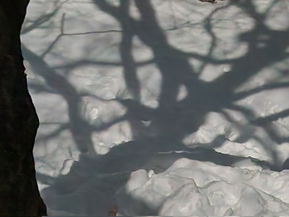 ONdave's tweet photo. Sycamore Snow Shadows:
With the "Full Snow Moon" shining through our backyard sycamore tree, and clear skies at midnight on Sunday, Feb 1, I captured these shots from an upstairs window.  The snow dunes are due to clearing 18" of recent snowfall from the adjacent deck. https://t.co/N4CRxYGNA0