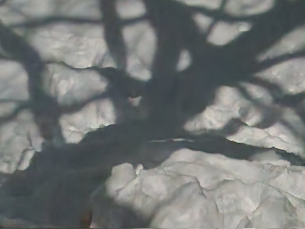 ONdave's tweet photo. Sycamore Snow Shadows:
With the "Full Snow Moon" shining through our backyard sycamore tree, and clear skies at midnight on Sunday, Feb 1, I captured these shots from an upstairs window.  The snow dunes are due to clearing 18" of recent snowfall from the adjacent deck. https://t.co/N4CRxYGNA0