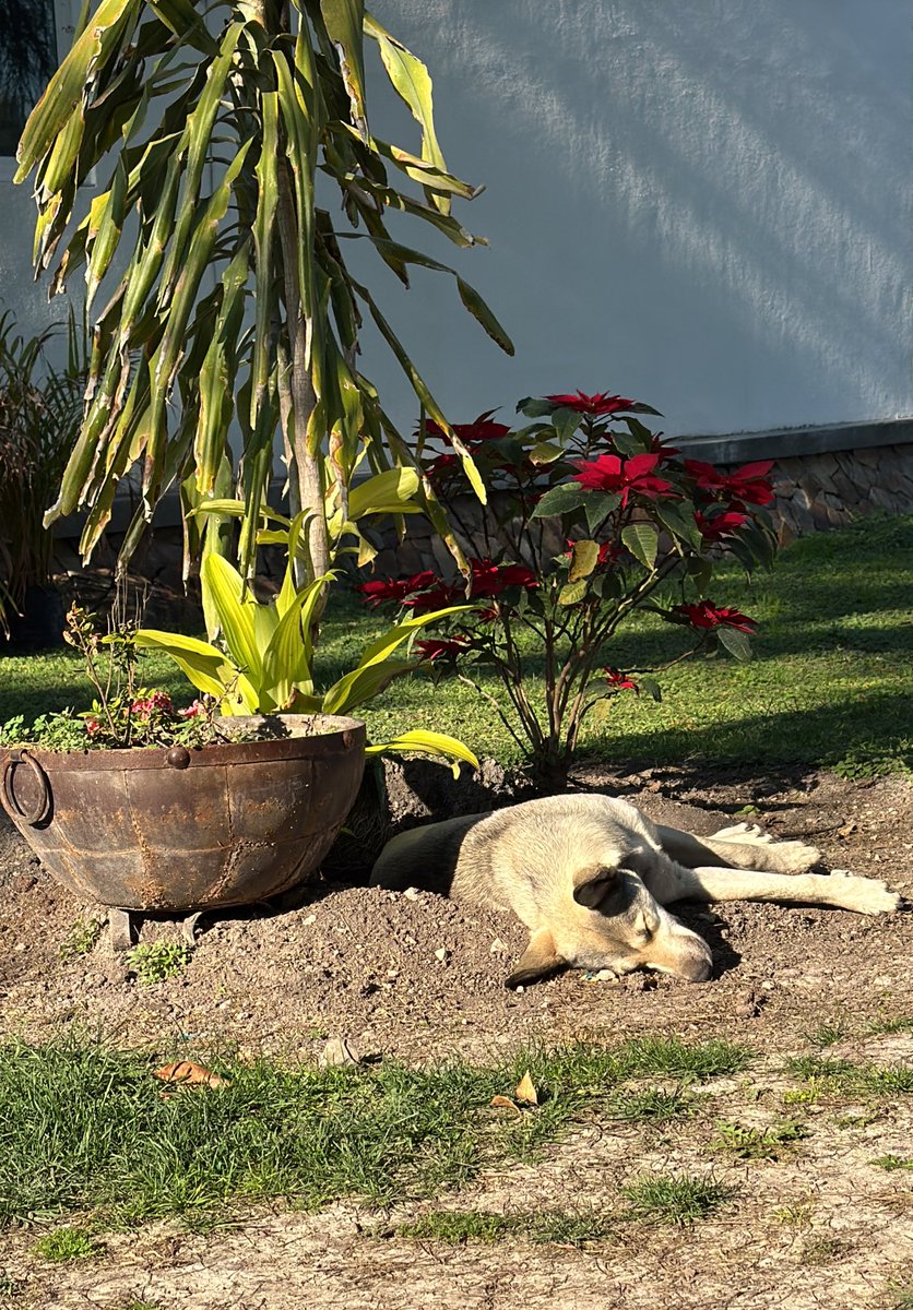 Ya quiero que sea de noche para estar como el perrito y hacer lo mismo.