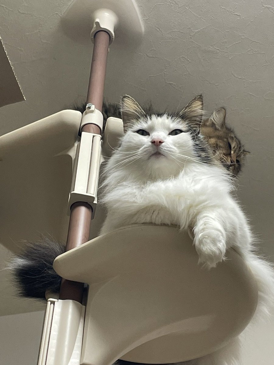 カピバラかぴばら (@capybara5179) / Posts / X