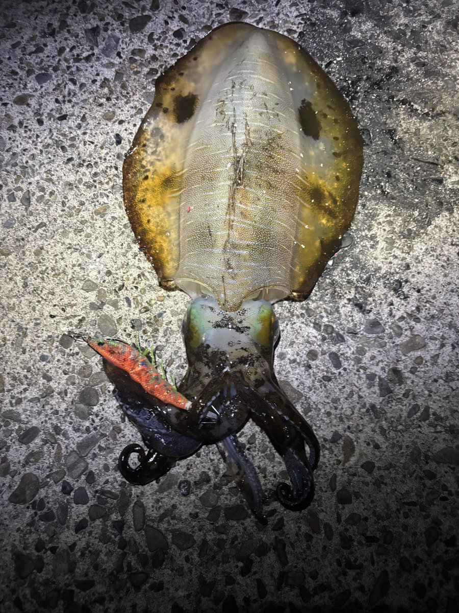 squid176000 tweet picture
