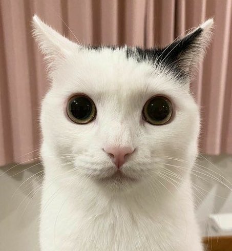 lee know as cats 🐱 tweet media