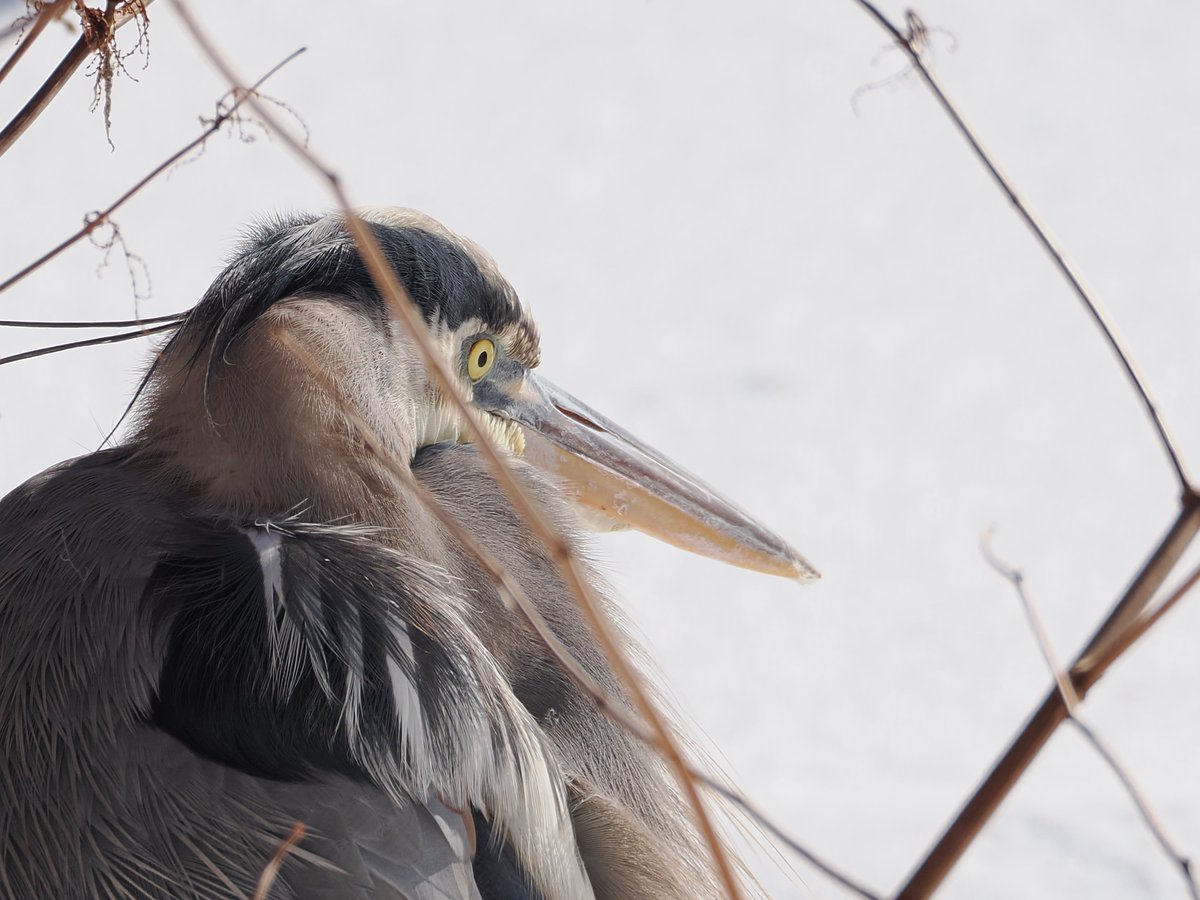 mawgdn's tweet photo. Great Blue #Heron at the edge of frozen lake #SticksHappen #WadersWednesday #birdwatching #BirdsSeenIn2026 Clove Lakes Park 01/27/26 https://t.co/s9HDoq6IMV