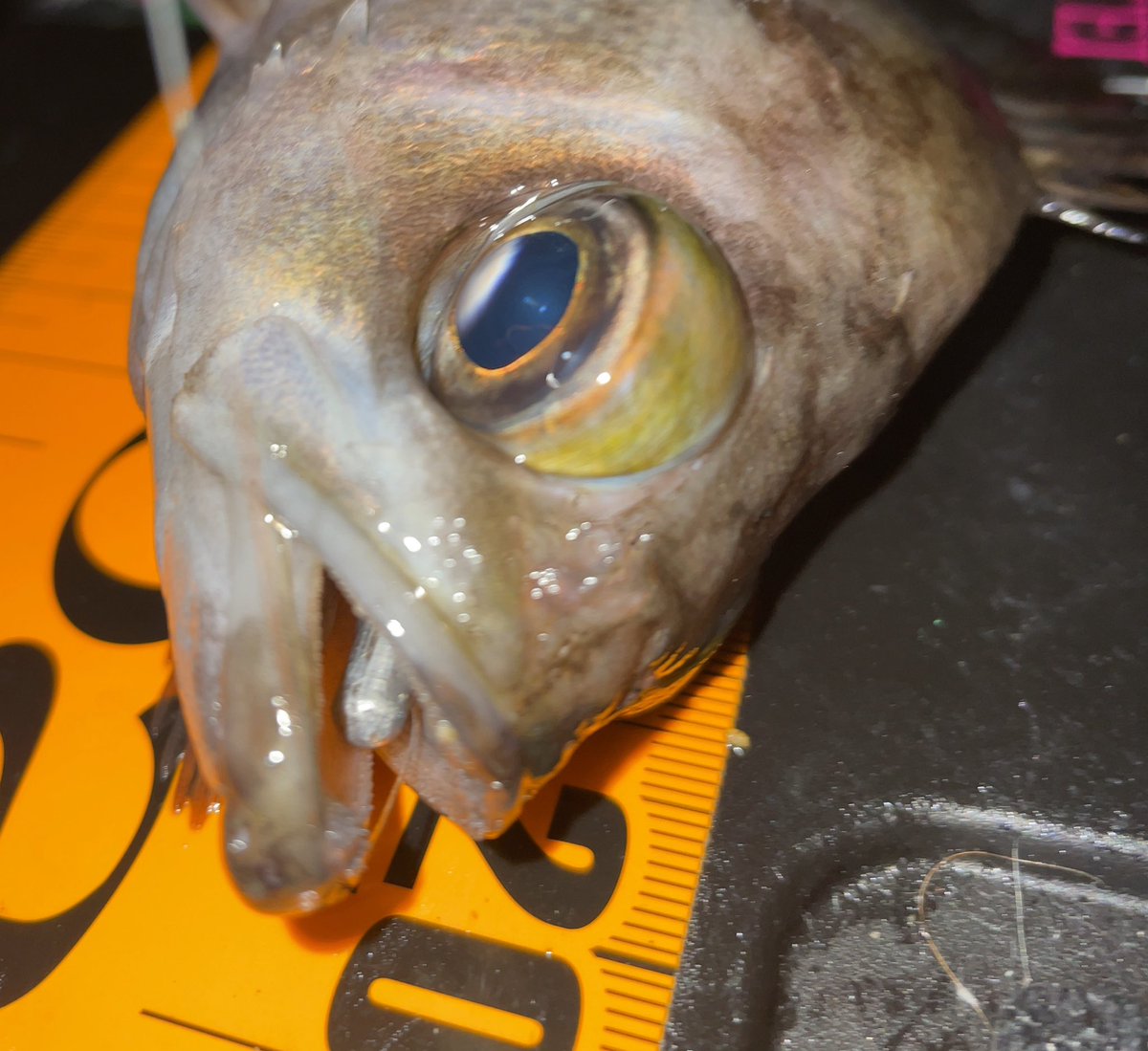 #知多メバリング🎣
メバルが良いシーズンに
なって来ましたね😍
知多半島でもサイズが狙えるメバル🐟
強烈な引きで
冬の釣りを楽しませてくれます☺️
今は小さなエビなどを食べてる様で
小さいワームによく反応してくれます😌
今回も #ERTEL #ブループ を使用して
良型メバルをGET出来ました🍤
#pr