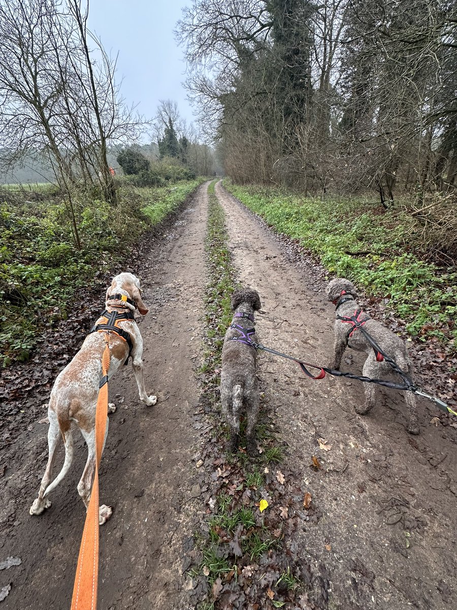 Leaving this here #countrydogwalk