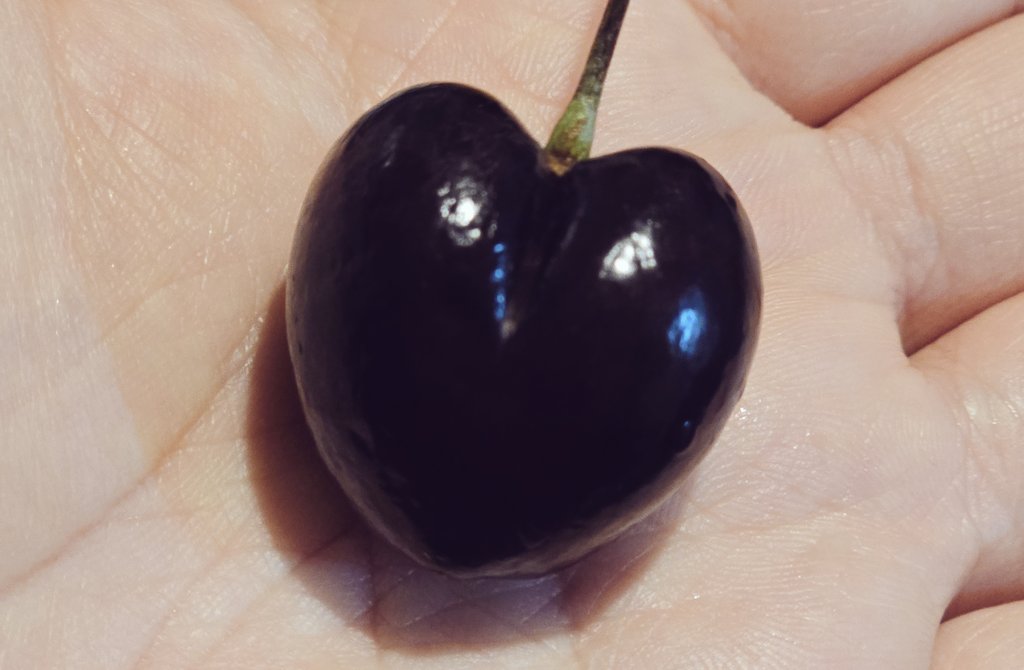 uhjjeoragoo's tweet photo. 여러분은 방금 행운의 하트체리❤️🍒를 발견하셨습니다! 오늘은 예상치 못한 좋은 일들이 많이 생길 거예요! https://t.co/Q4Jiajpx9q