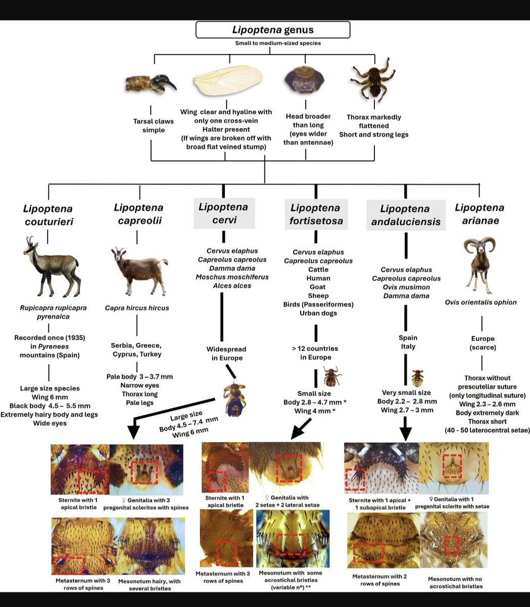 Daniel Bravo tweet media