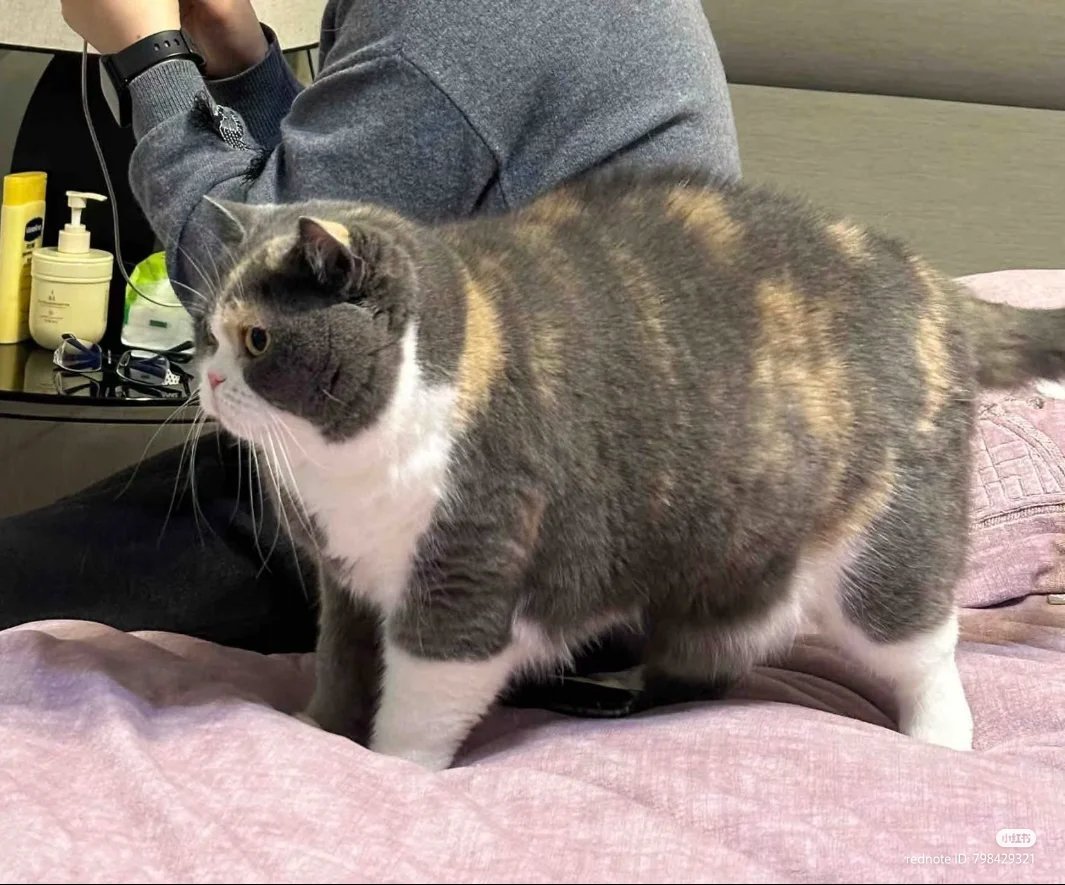 Absolute unit