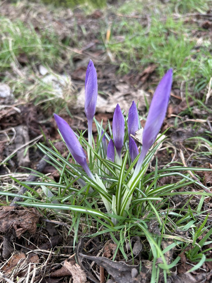 apirie2104's tweet image. It’s happening #SpringIsComing