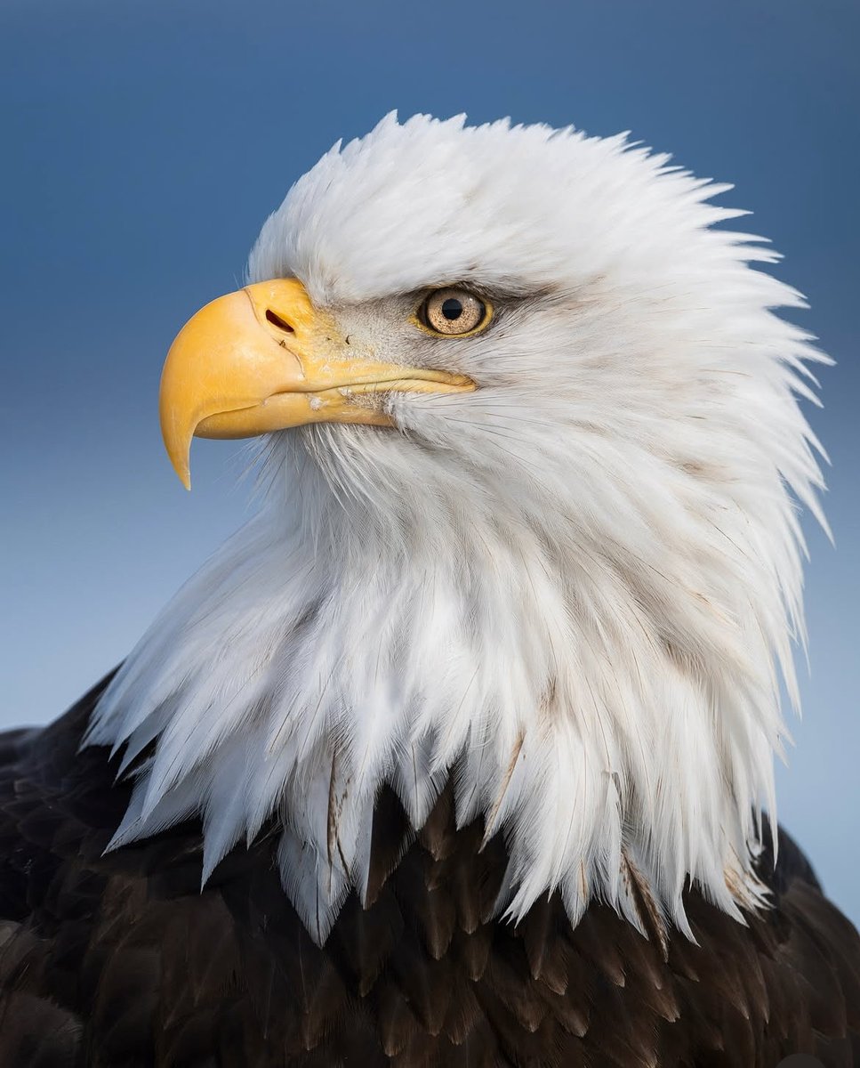 Pfeifer ™ tweet media