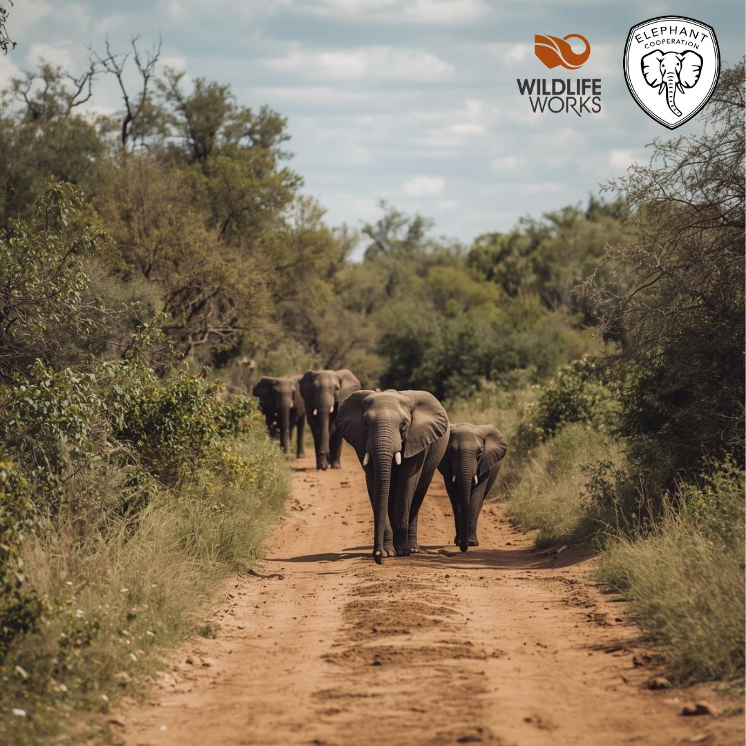 Elephant Cooperation tweet media