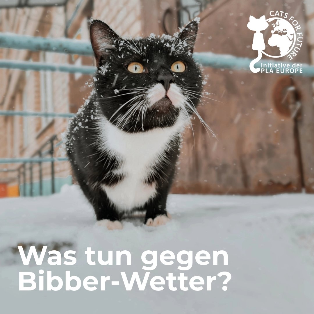 Cats for Future tweet media