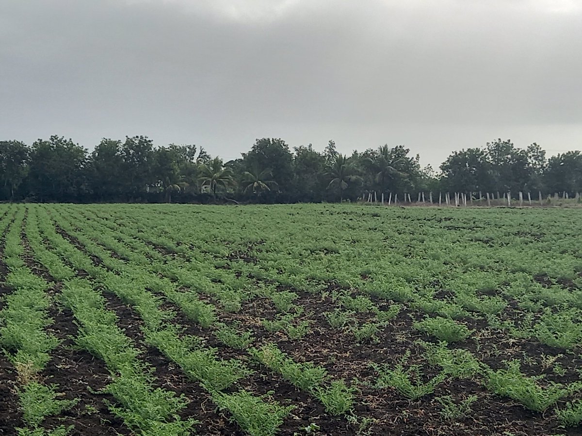 Muy buenos resultados en el polo productivo  de  menendez  para  impulsar la producción  de  alimentos 
 #PorLasTunasLaVictoria