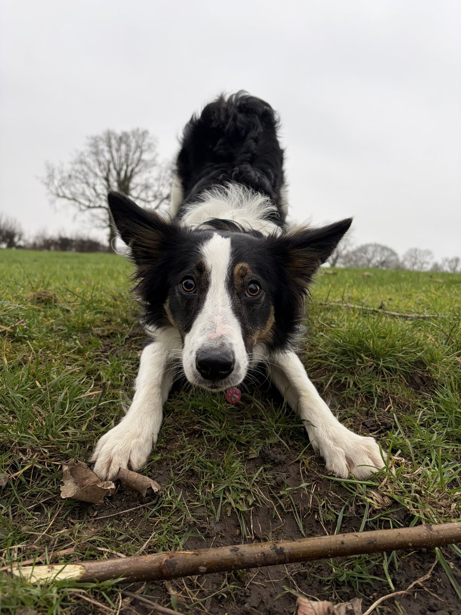 Kesthecollie's tweet photo. Frowit https://t.co/8KVWIYVY7l