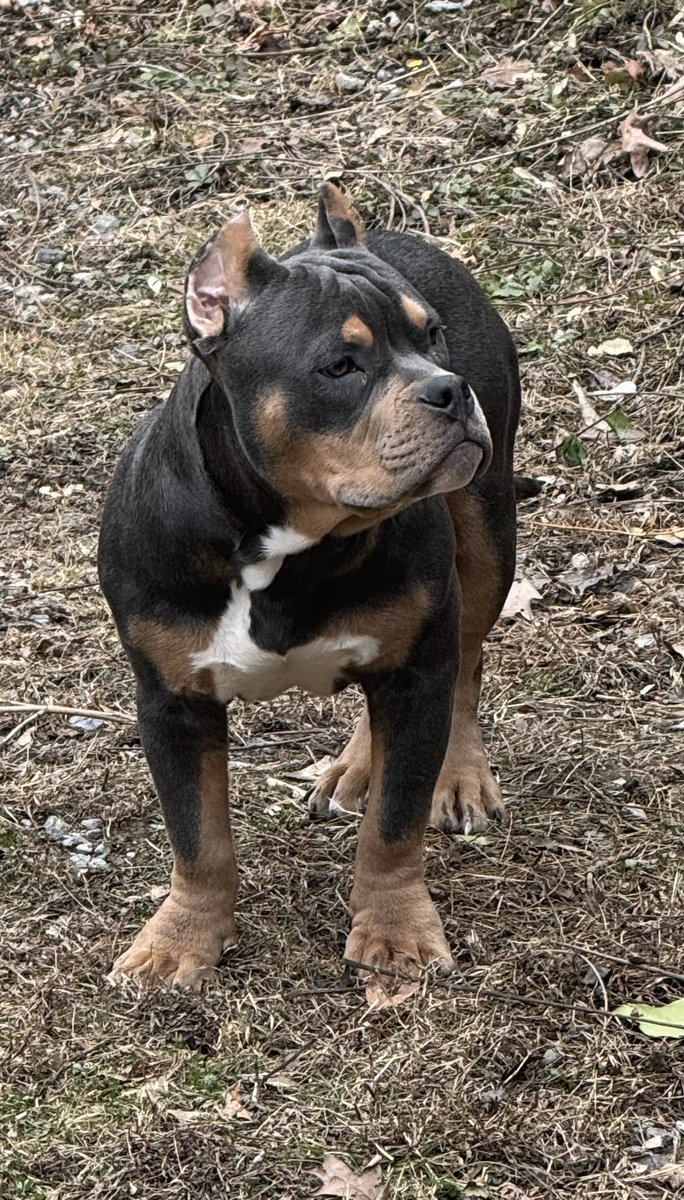 My puppy
Not loud. Just solid. #americanbully #tribully #doglover