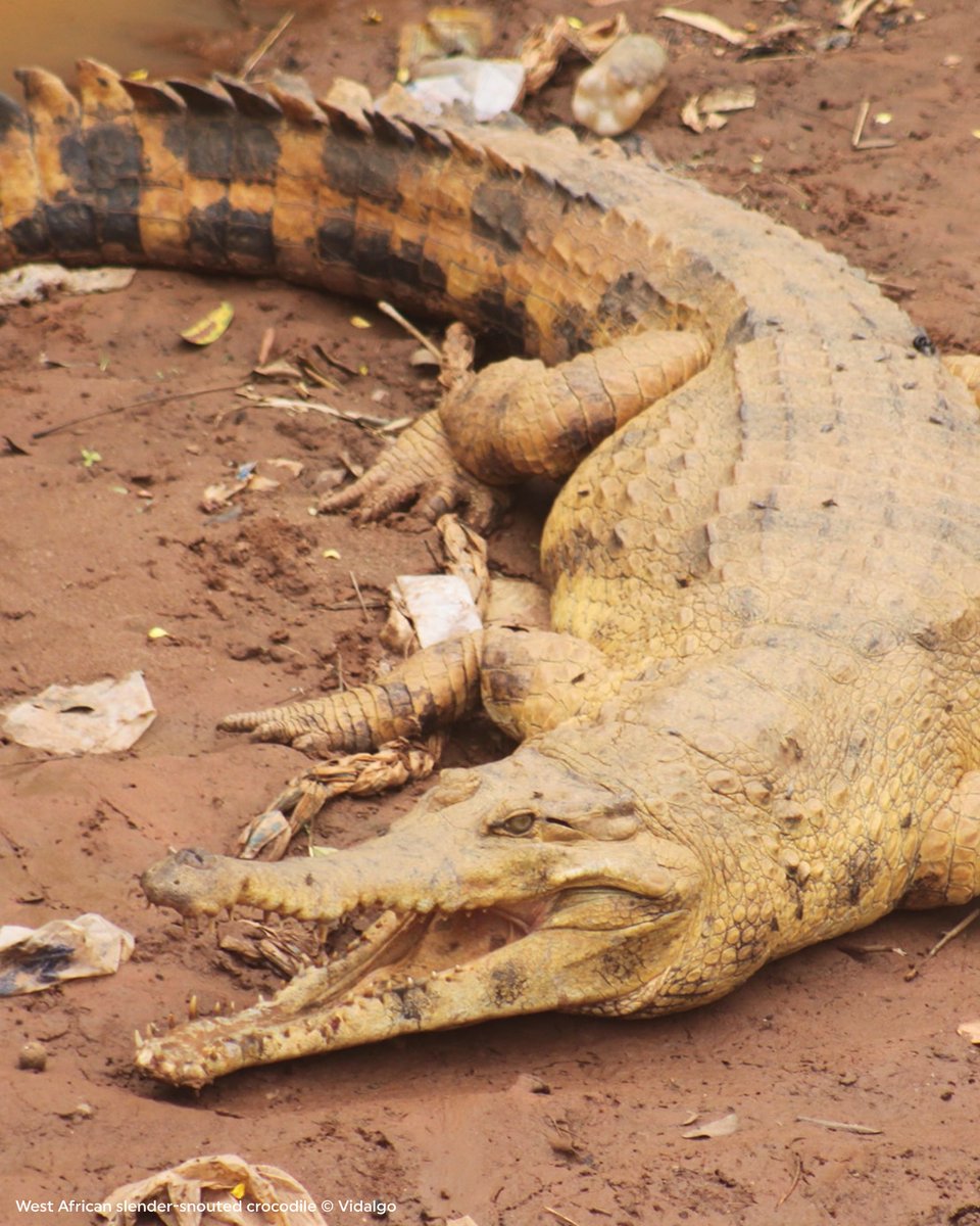 Rainforest Trust tweet media