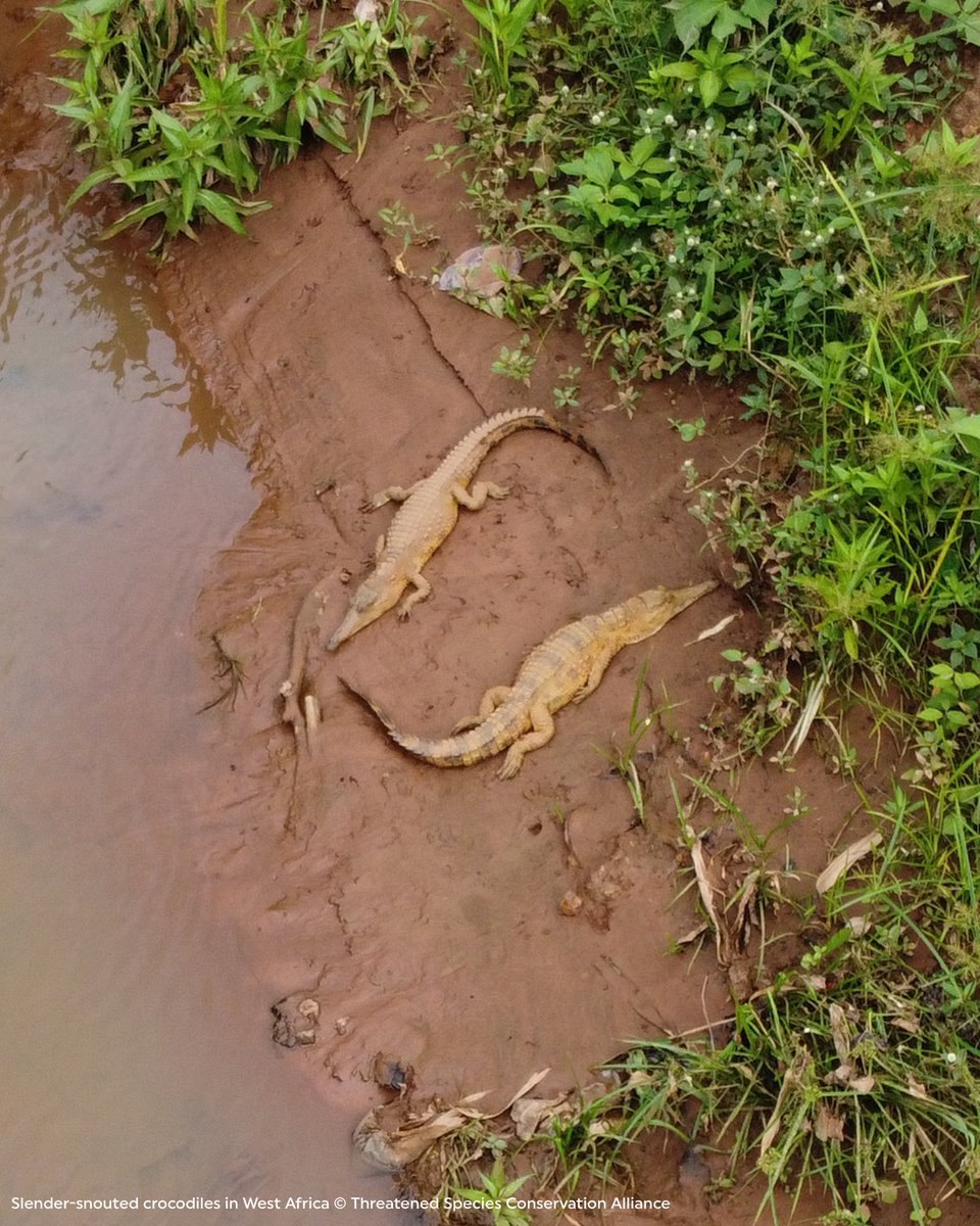 Rainforest Trust tweet media