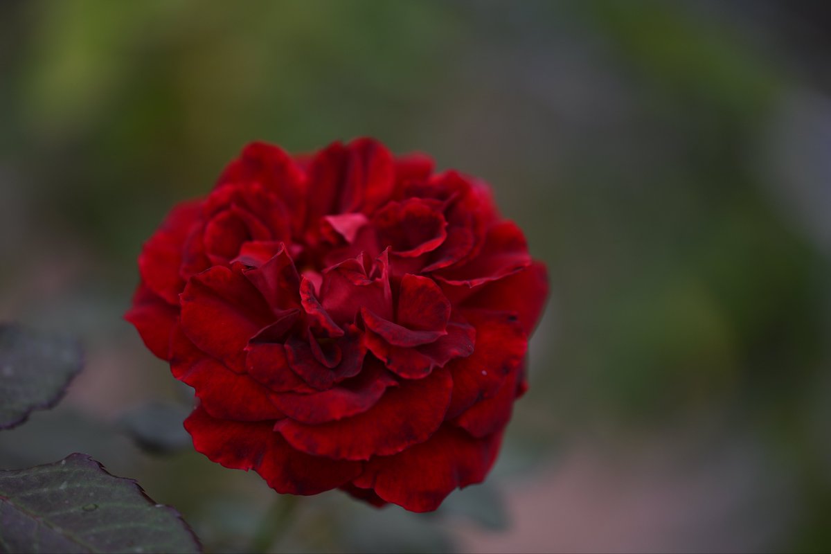 kazumi (@zf1118kazumi) / Posts / X