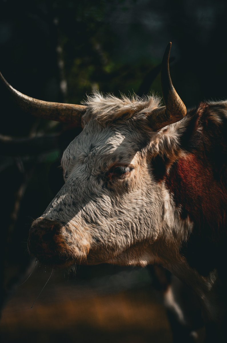 EyeOfTexasPhoto's tweet photo. Taken 6/27/24 in La Vernia, Tx. 
#Texas #Photography #Cattle #Nature #Wildlife https://t.co/fHfdbVtvAA