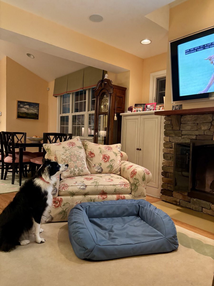 AnnSBarry1's tweet image. Watching Westminster agility competition. 
I think I could do that 😁.
#BorderCollie #agility #Moo