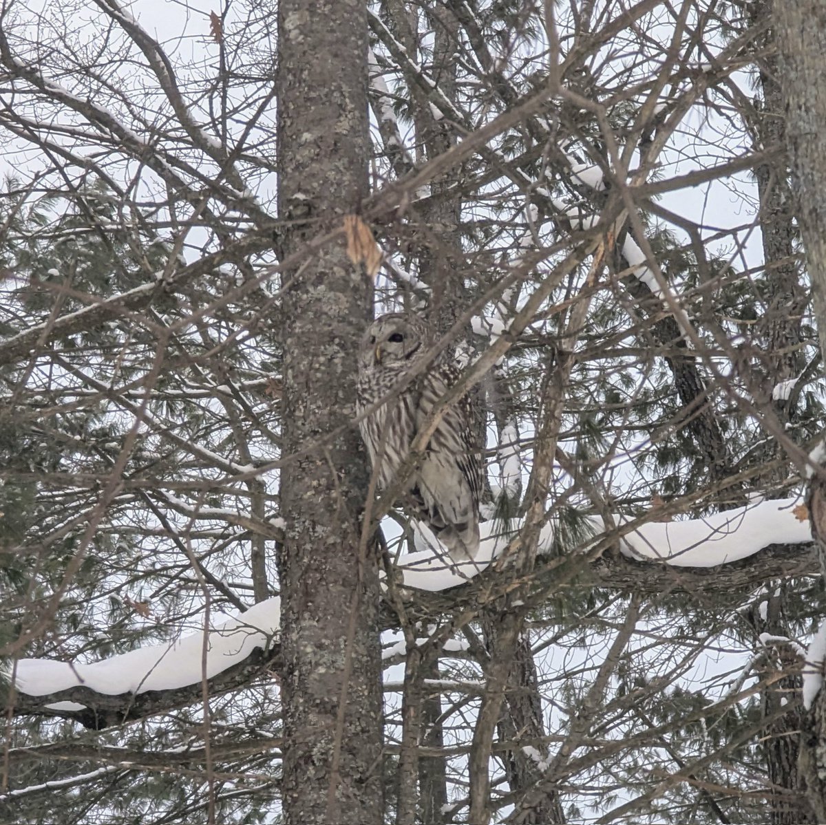 Tim Chilcote tweet media