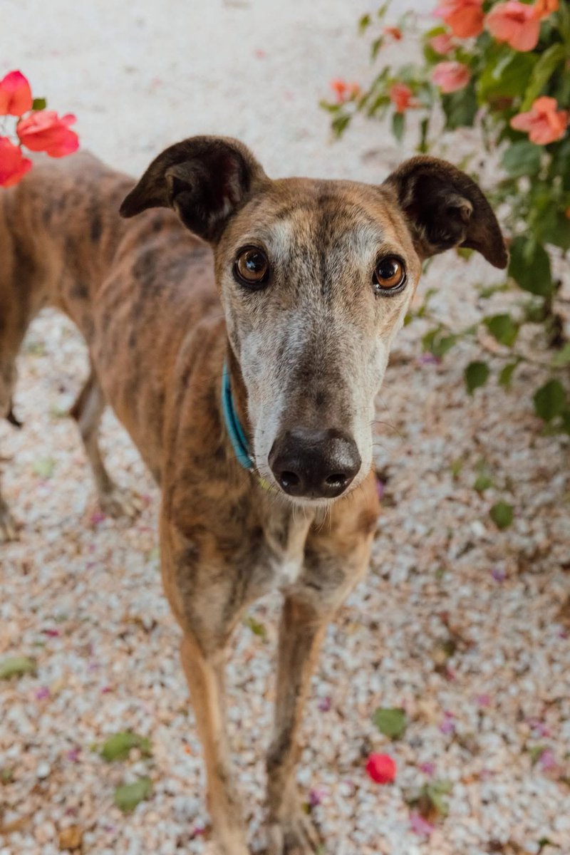 GalgosdelSol's tweet photo. Sonny ❤️ 
Sonny is an overlooked Galgo and that’s sad because someone is missing out on a lovely companion. 
He’s 6yrs old, has improved greatly in confidence, walks lovely on a leash and is good with other dogs. 
Sonny came in with Cher. Cher was a little girl and left almost immediately. Sonny has been waiting since ❤️
Plz share and let’s get him a home too 🙏🏻❤️