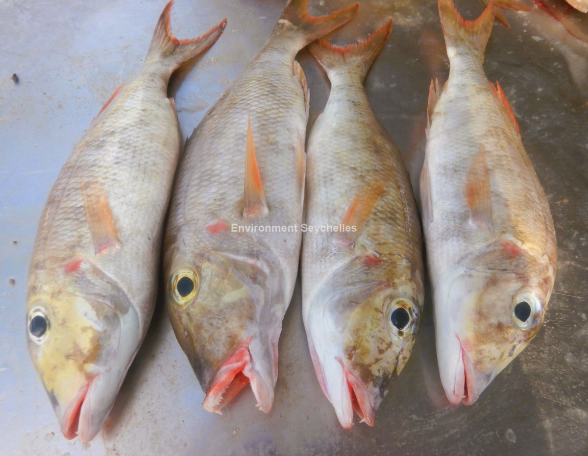 Spotcheek emperors (Lethrinus rubrioperculatus) - "baksou" - English River market (31/01/26). SeyCCAT-funded project: Establishing a baseline for, and the species composition of, the Lethrinid fishery. #SeyCCAT #ArtisanalFisheries #lethrinusrubrioperculatus
