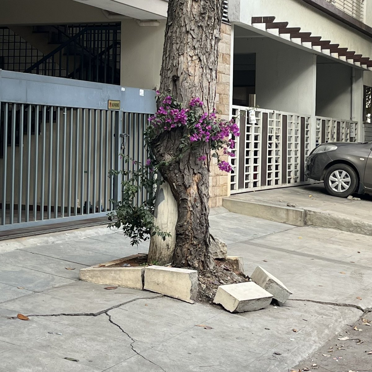 today i walked around hsr and saw pretty bougainvilleas