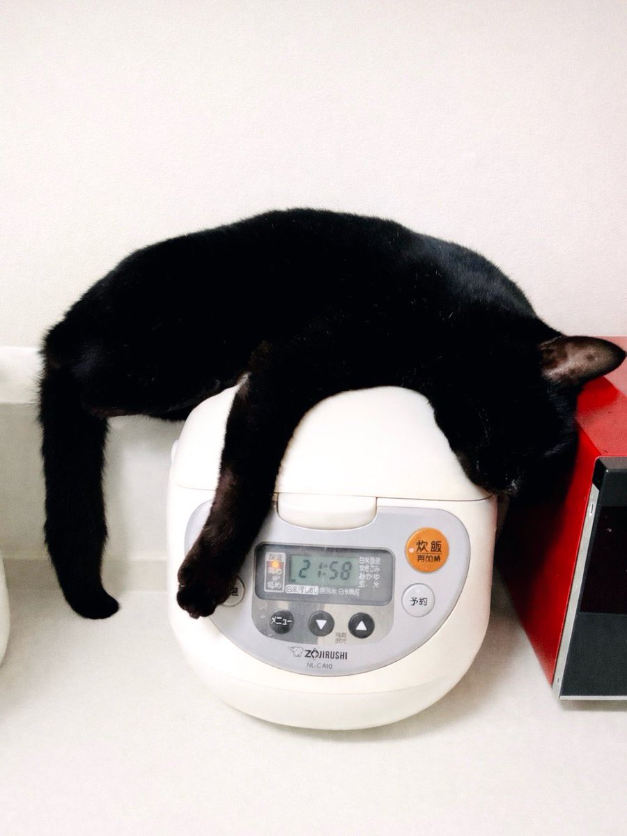 猫をダメにする炊飯器がこちら⬇️