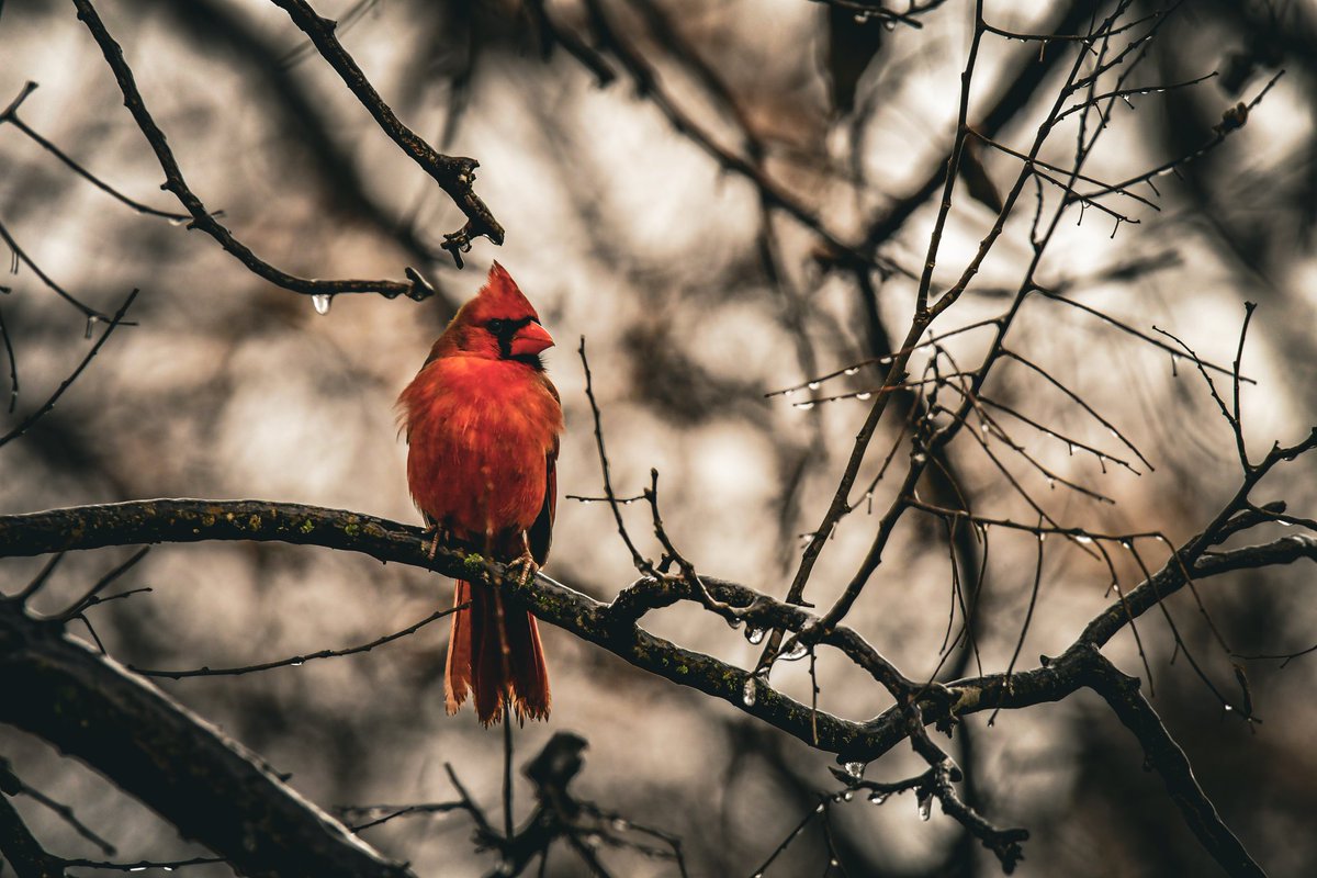 EyeOfTexasPhoto's tweet photo. Taken 1/31/26 in San Antonio, Tx.
#Texas #Photography #Birds #Nature #Outdoors #Wildlife https://t.co/sNSGR3gSMU
