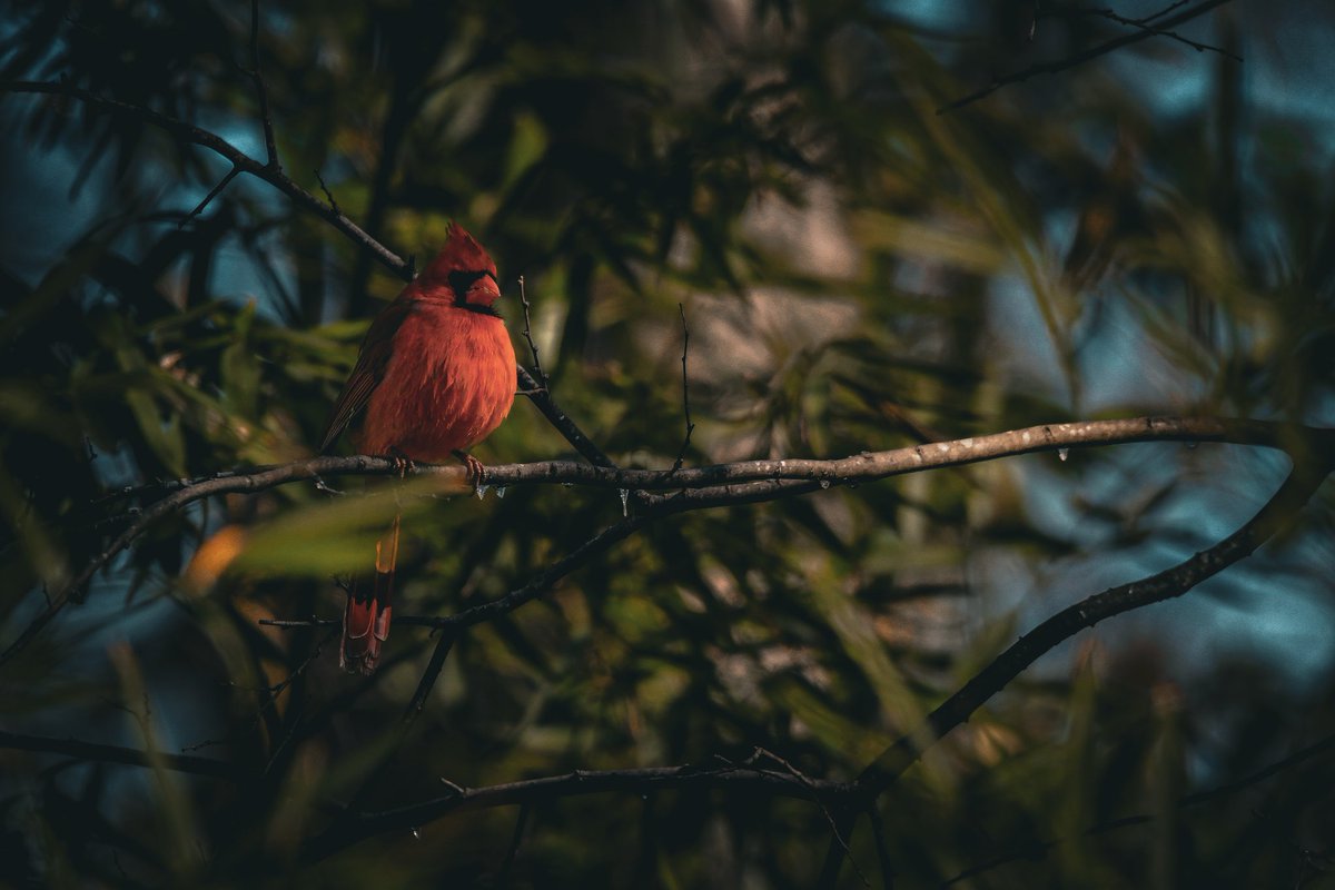 EyeOfTexasPhoto's tweet photo. Taken 1/31/26 in San Antonio, Tx.
#Texas #Photography #Birds #Nature #Outdoors #Wildlife https://t.co/sNSGR3gSMU