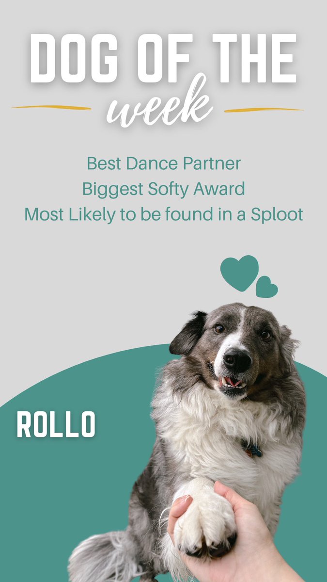 FacesofChaChas's tweet image. Congrats, Rollo! 🎉🏆 #dogoftheweek #sacramento #dogdaycare