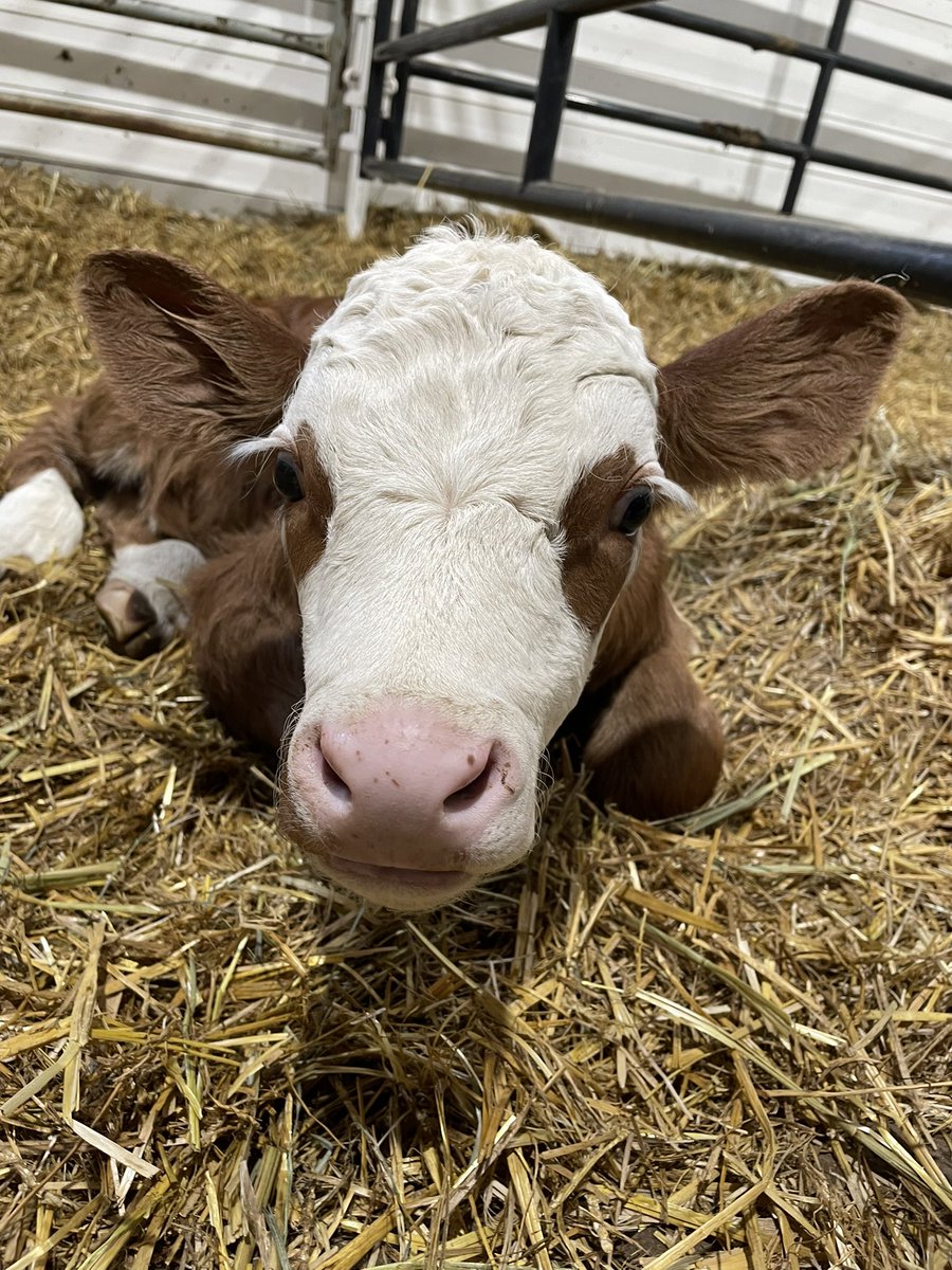 I love my stupid chud j*b