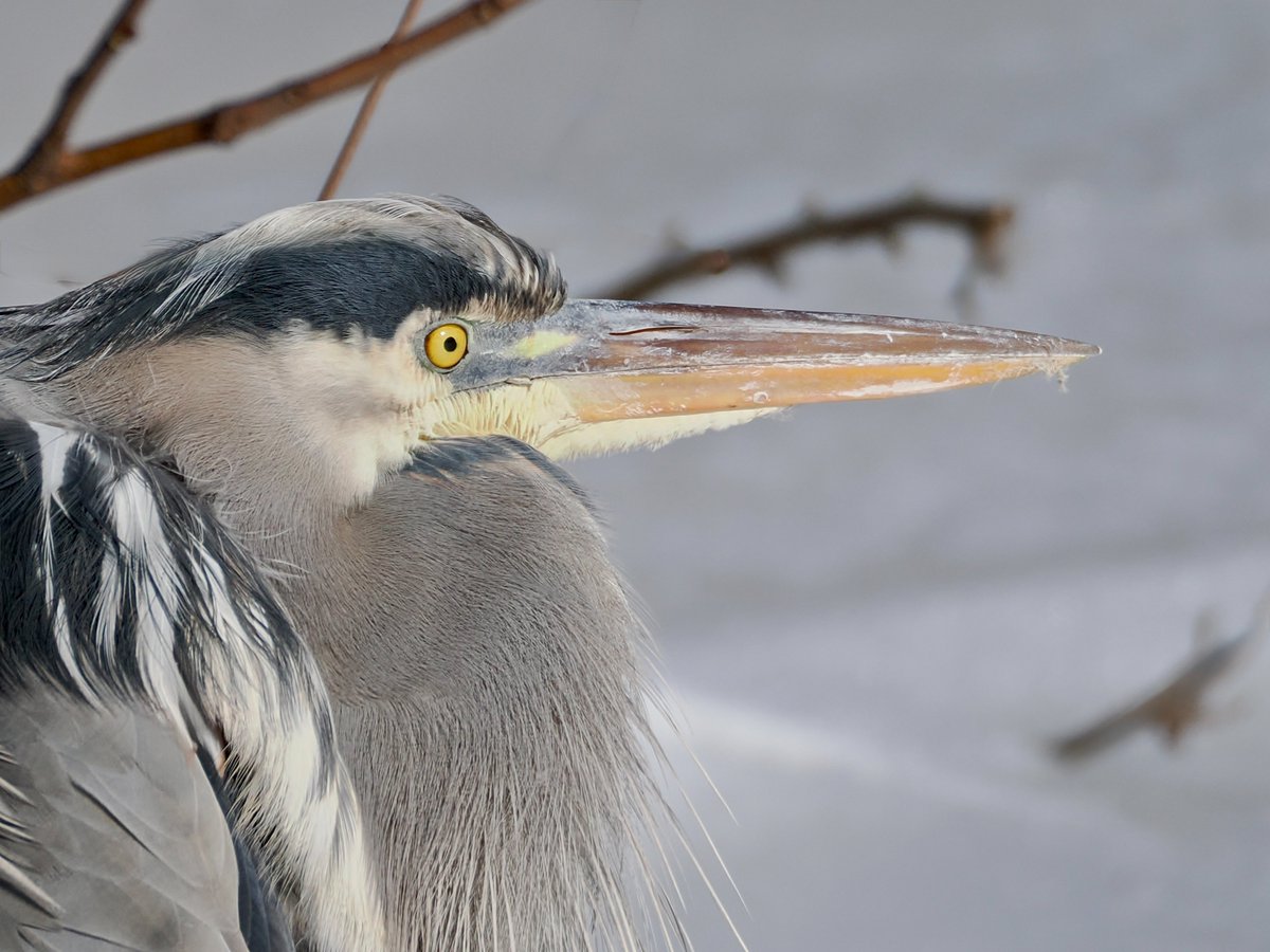 mawgdn's tweet photo. Great Blue #Heron enduring the cold spell #WadersWednesday #birdwatching #BirdsSeenIn2026 Clove Lakes Park 01/31/26 https://t.co/FoRdKU2Ubm