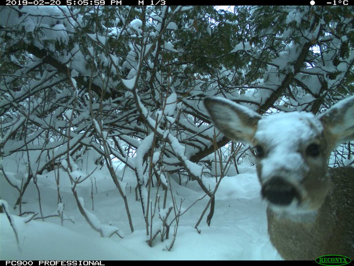 Trail_Cams's tweet image. 
