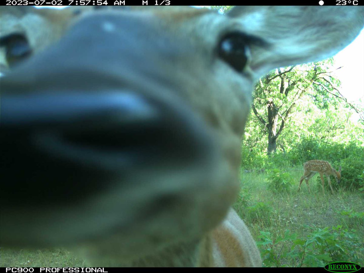 Trail_Cams's tweet image. 