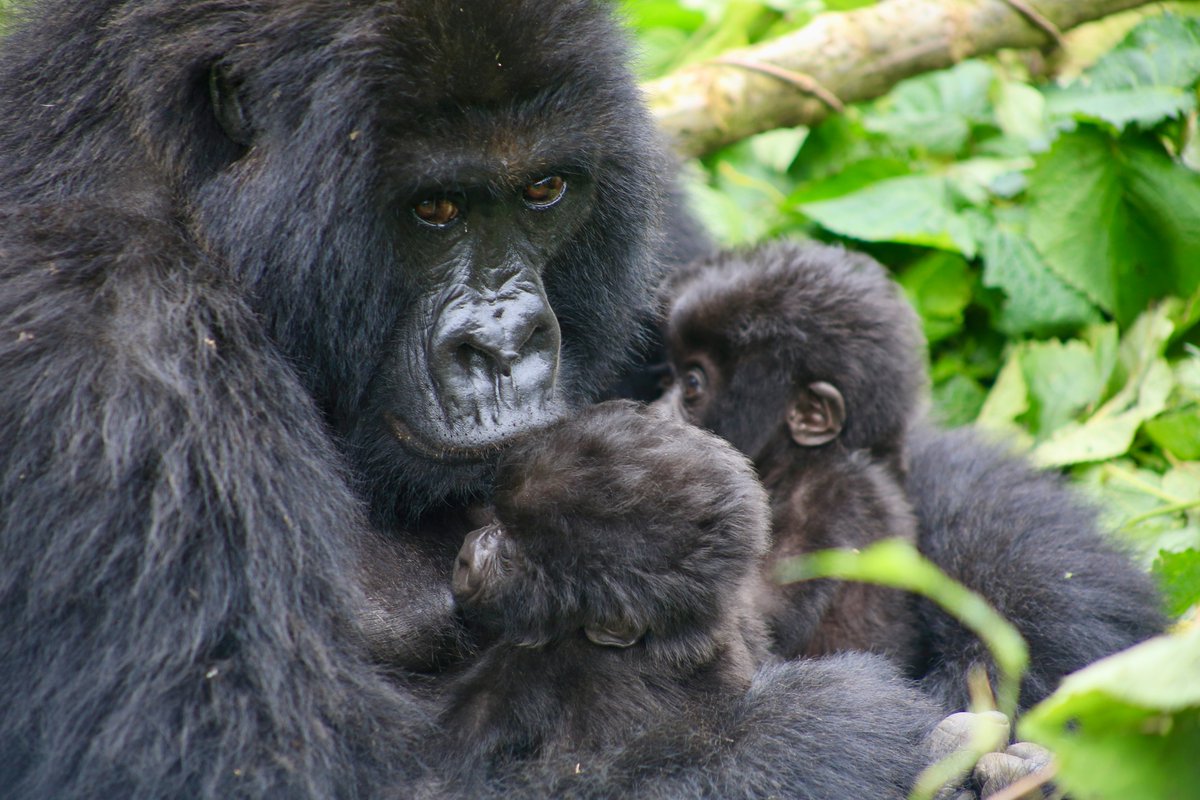 Today, the twin gorilla babies have reached one month old — a rare and encouraging milestone.⁠
⁠
Returning from a field mission, Jacques, Head of Gorilla Monitoring, shared a reassuring update: observations show both babies are doing well overall. Their mother continues to show